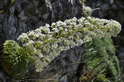 Corona de Rei, saxífraga de hojas largas